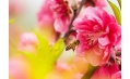 桃花都快開了 你還宅在家里嗎？
