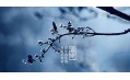 今日霜降 | 一年補(bǔ)透透，不如補(bǔ)霜降